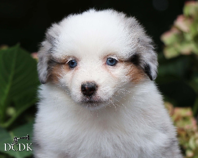 Femelle bleu merle queue longue 1