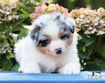 Femelle bleu merle NBT