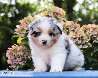 Femelle bleu merle NBT