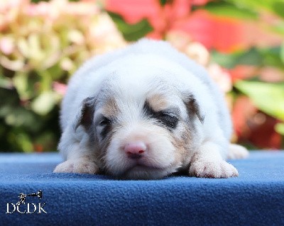 Mâle bleu merle queue longue