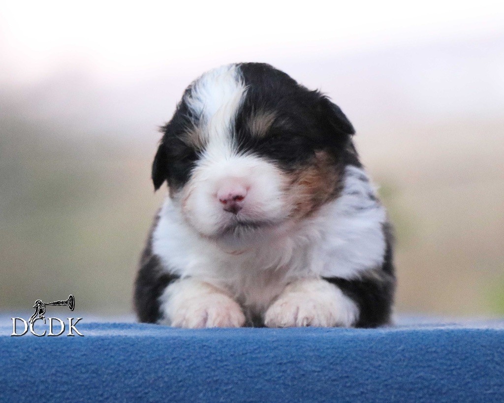 du chemin des korrigans - Chiot disponible  - Berger Américain Miniature 