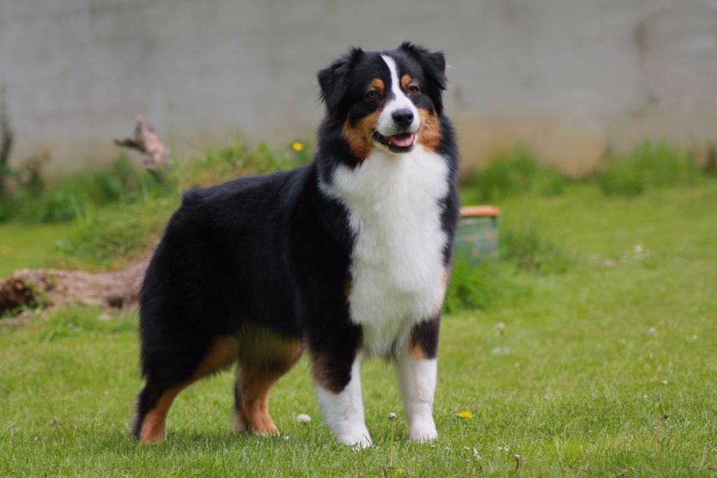Sr.ice black pearl du chemin des korrigans