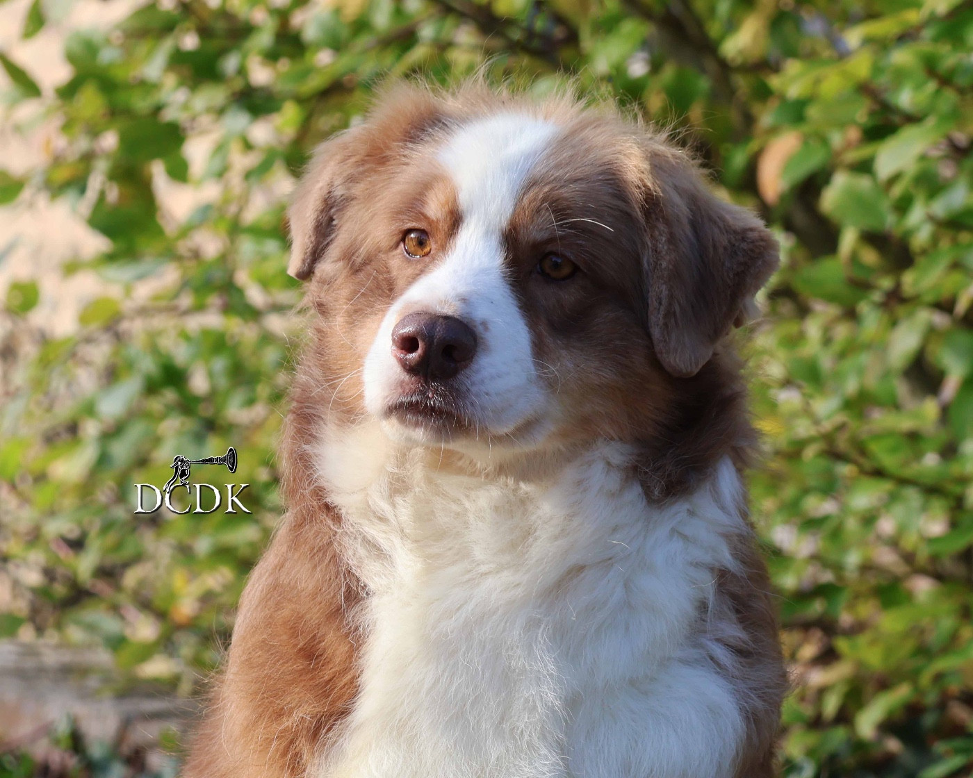 Princess mononoke du chemin des korrigans