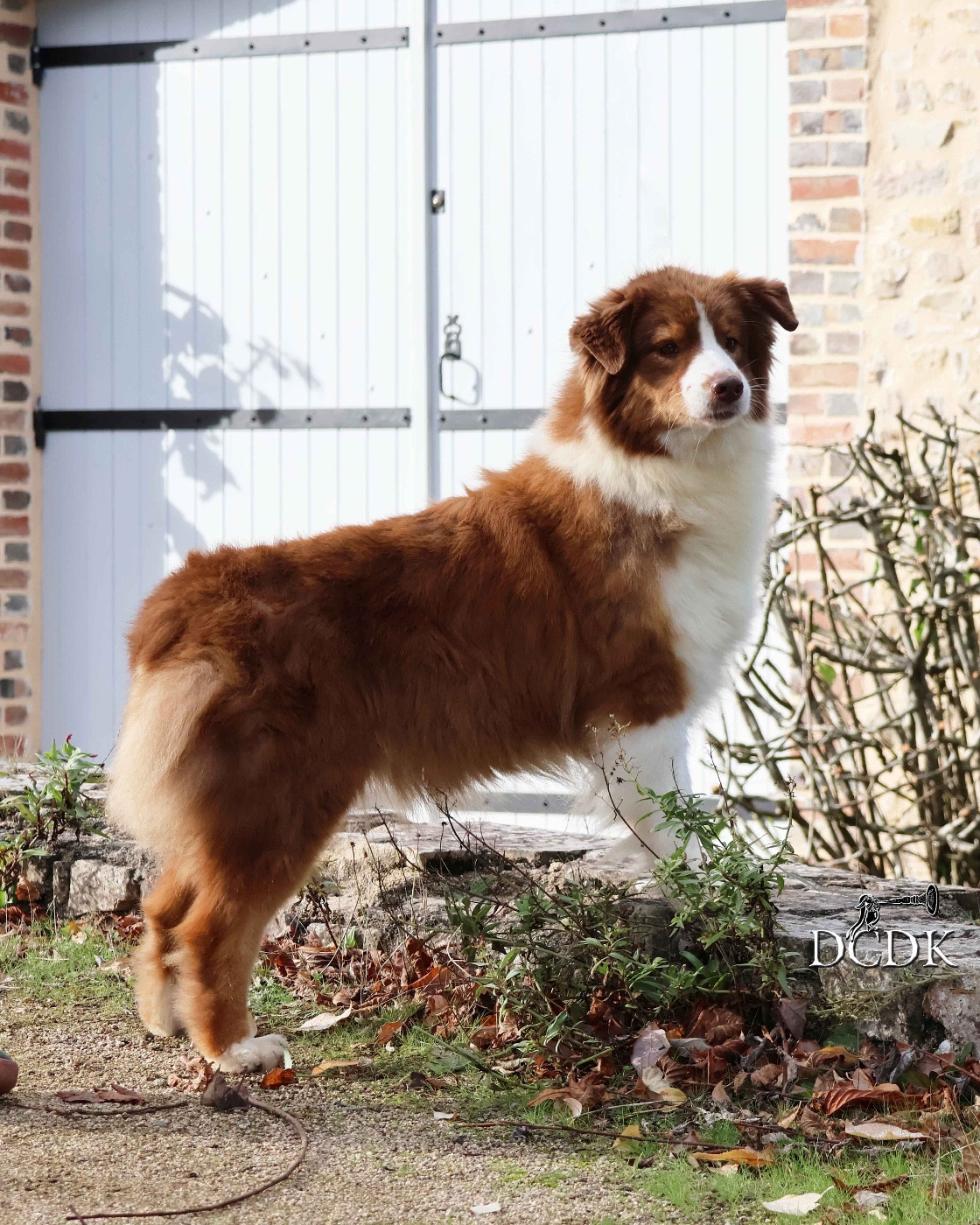Rebel yell du chemin des korrigans