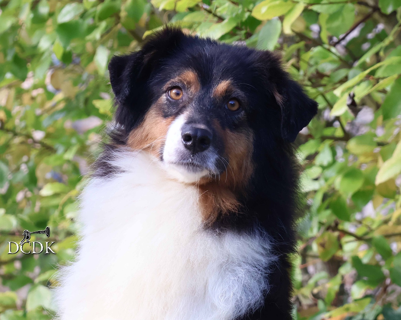 Rumour has it du chemin des korrigans