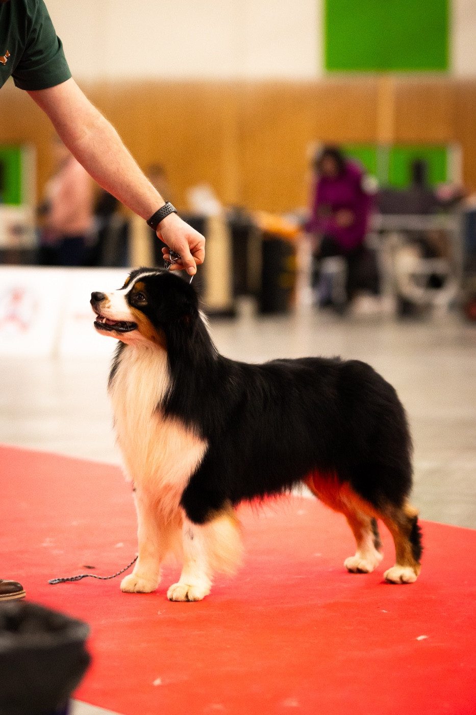 risingstar's Shiver me timbear for dcdk