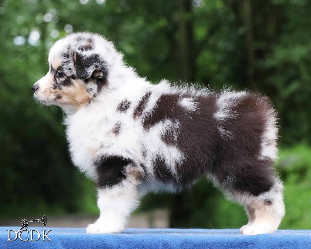 Silvermist du chemin des korrigans