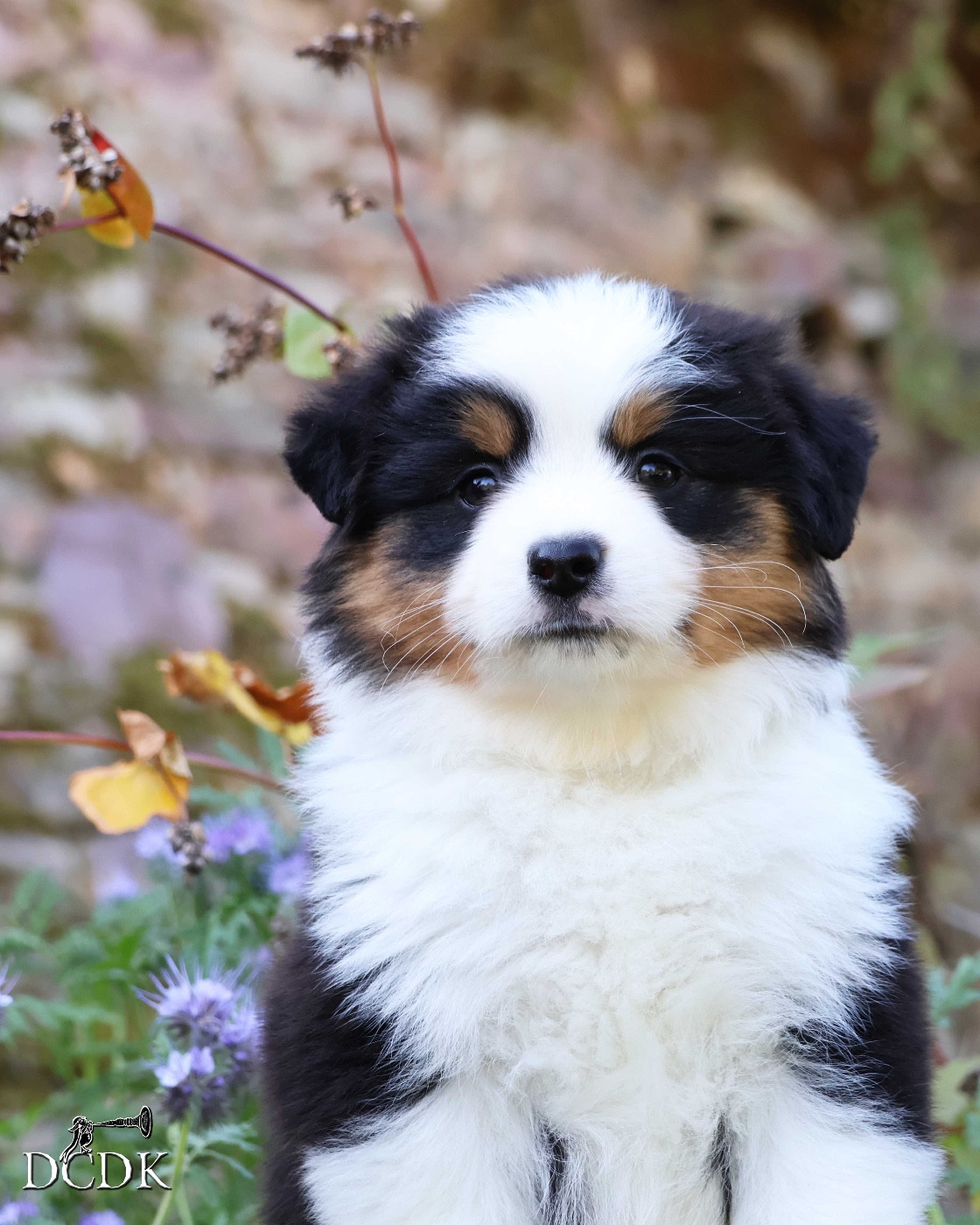 Apple of my Eye du chemin des korrigans