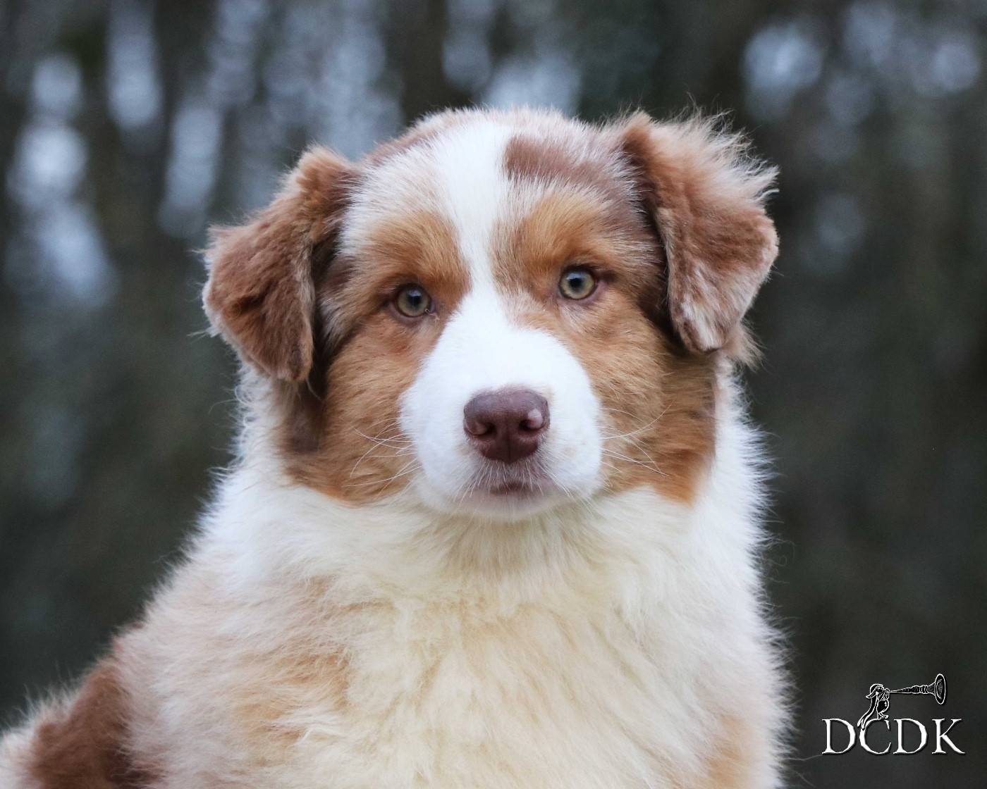 Tell Me Your Secrets du chemin des korrigans