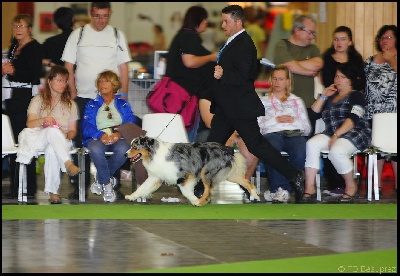 du chemin des korrigans - World Dog Show