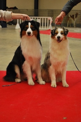 du chemin des korrigans - Paris Dog Show