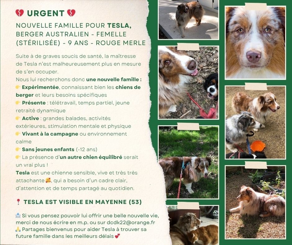 du chemin des korrigans - Nouvelle famille pour Tesla