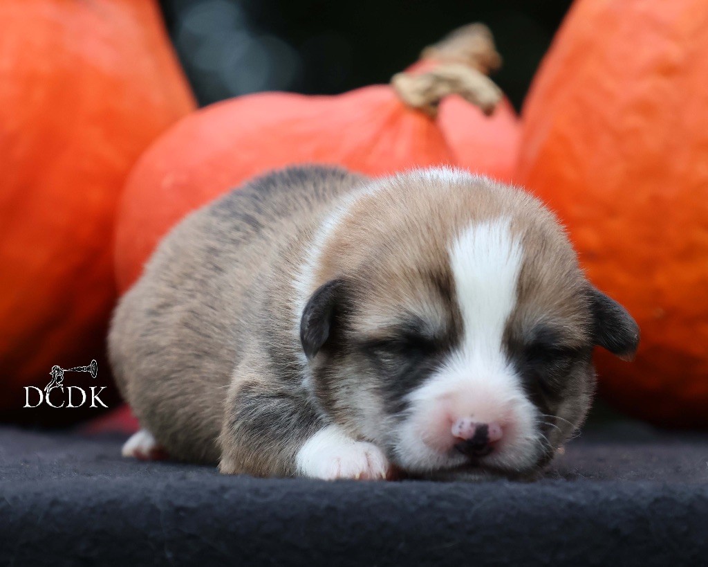 du chemin des korrigans - Chiots disponibles - Welsh Corgi Pembroke