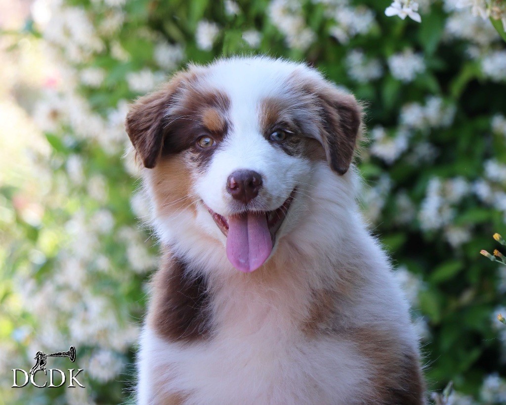 du chemin des korrigans - Chiots disponibles - Berger Australien