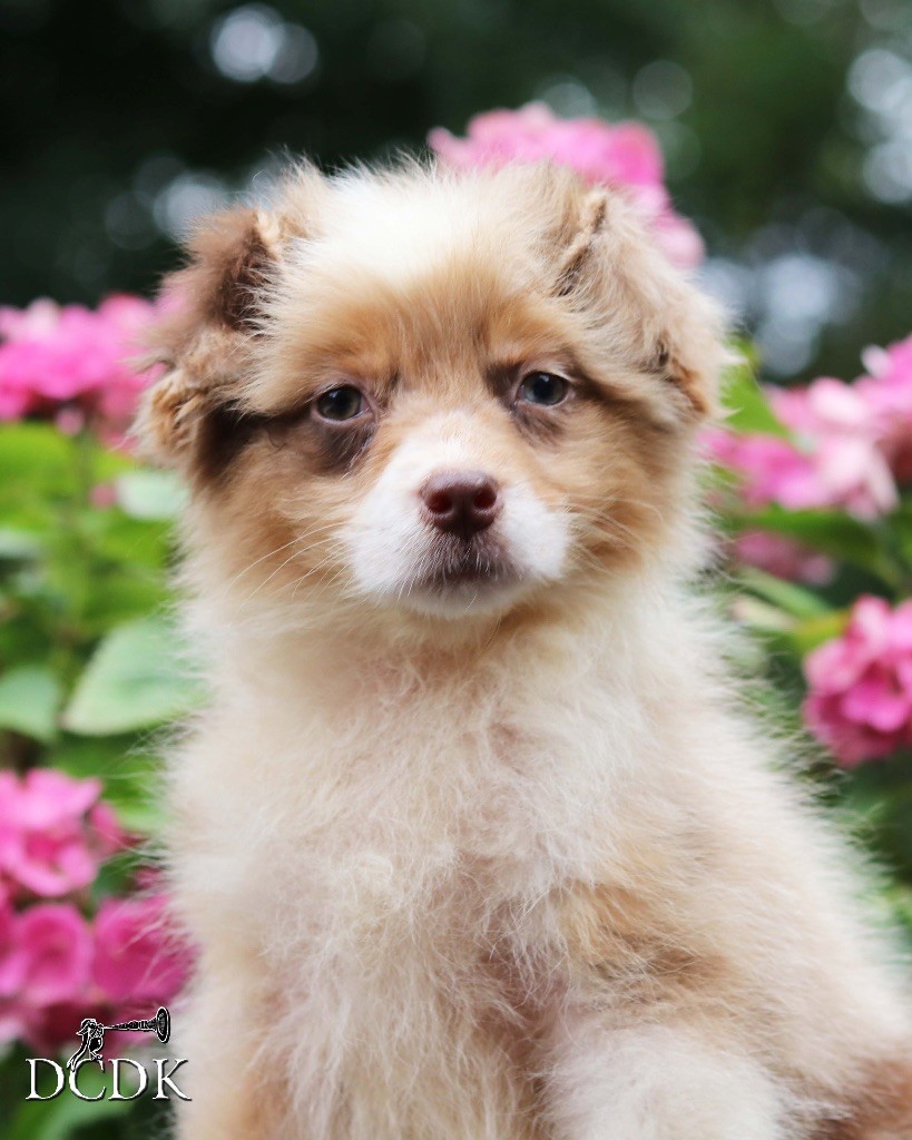 du chemin des korrigans - Chiots disponibles - Berger Australien