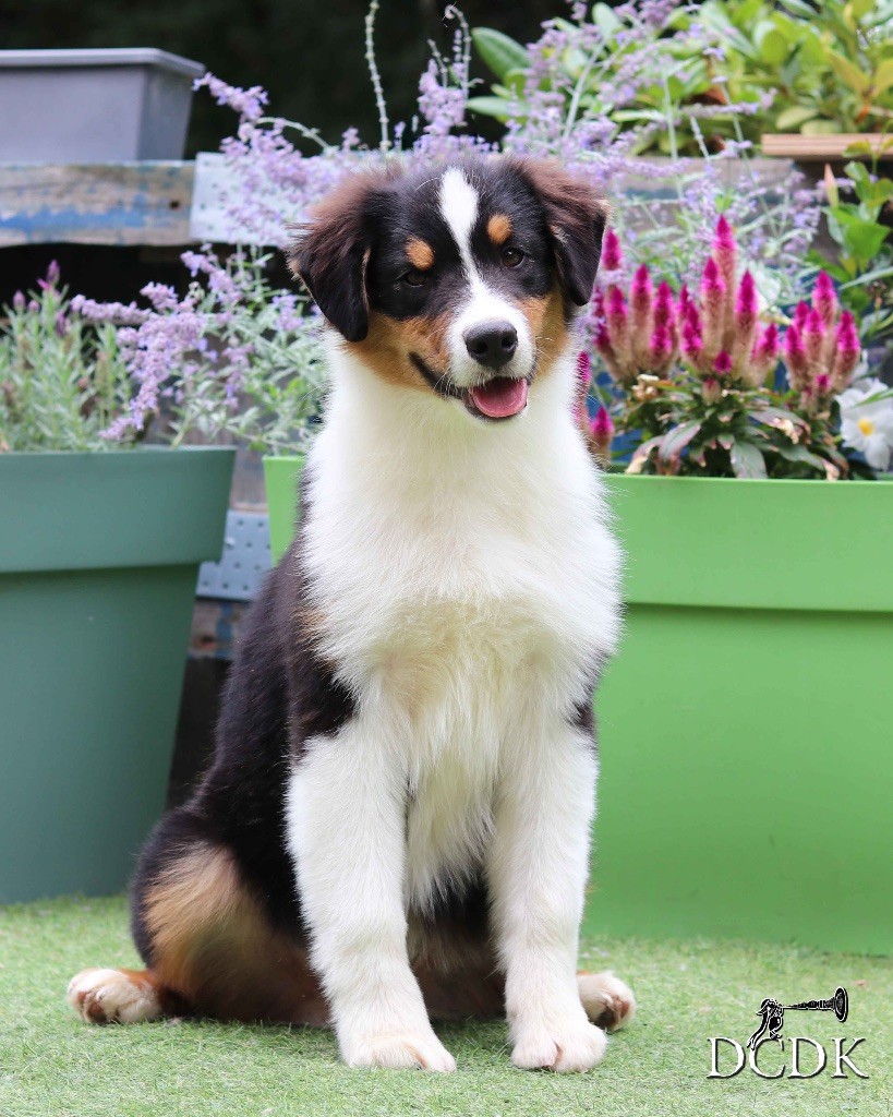 du chemin des korrigans - Chiots disponibles - Berger Australien