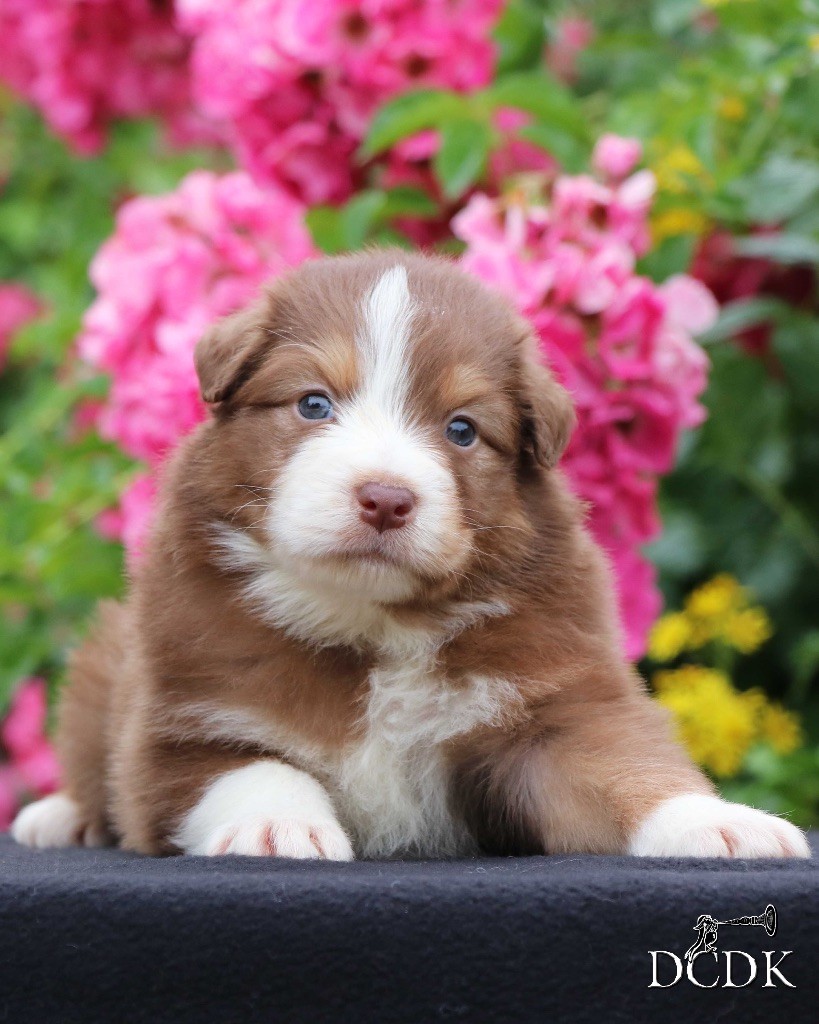 du chemin des korrigans - Chiots disponibles - Berger Australien