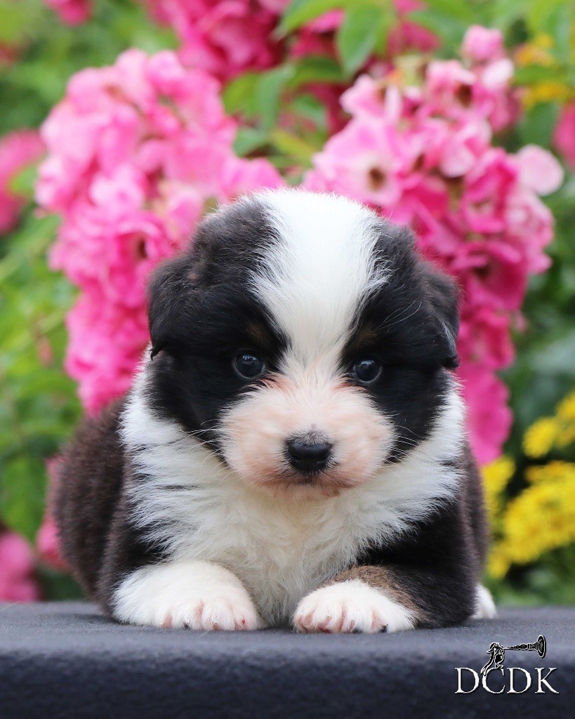 du chemin des korrigans - Chiots disponibles - Berger Australien