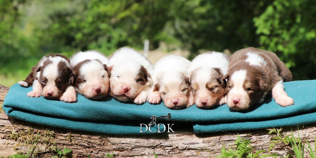 Chiot Berger Australien du chemin des korrigans