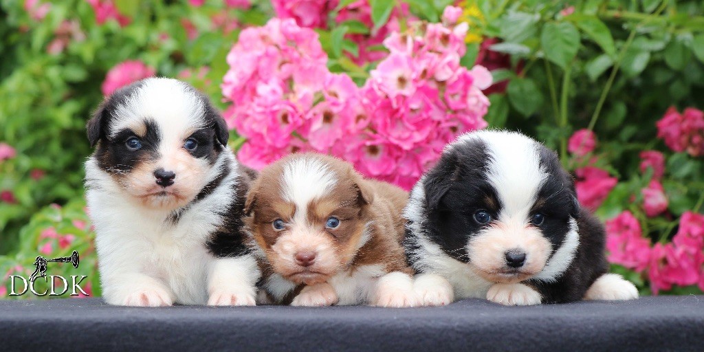 Chiot Berger Australien du chemin des korrigans