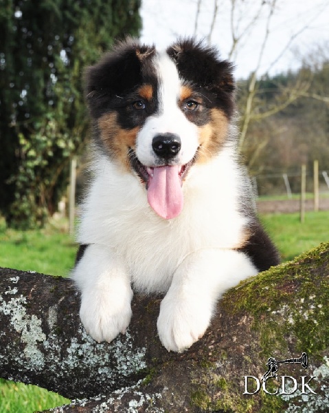 Chiot Berger Australien du chemin des korrigans