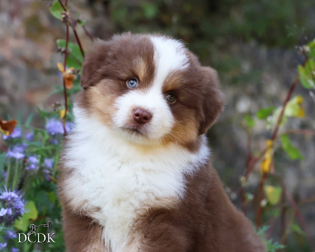 du chemin des korrigans - Chiots disponibles - Berger Américain Miniature 