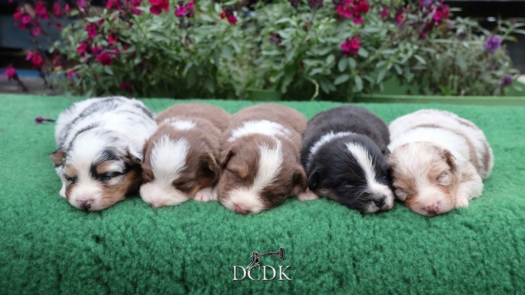 Chiot Berger Australien du chemin des korrigans