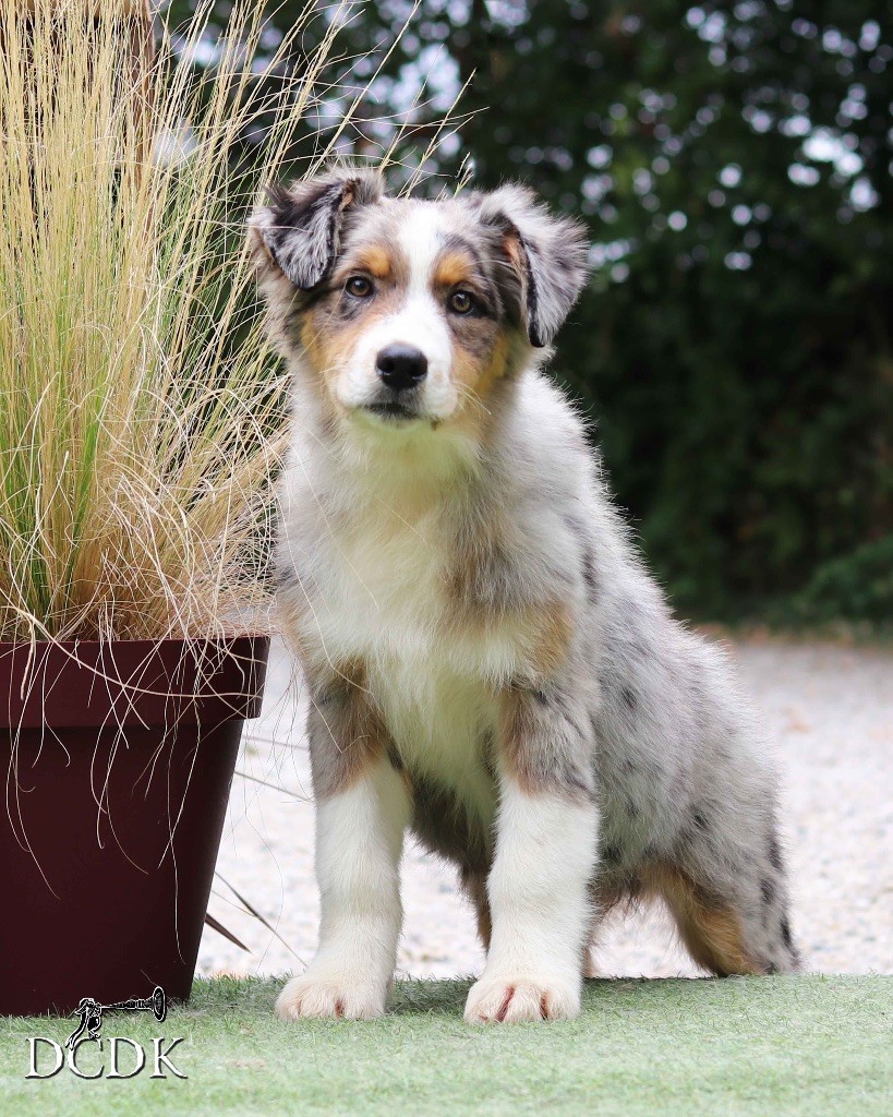 du chemin des korrigans - Chiots disponibles - Berger Australien