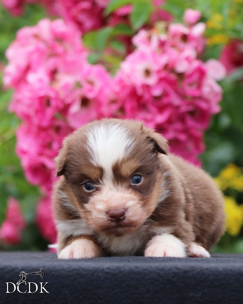 du chemin des korrigans - Chiots disponibles - Berger Australien