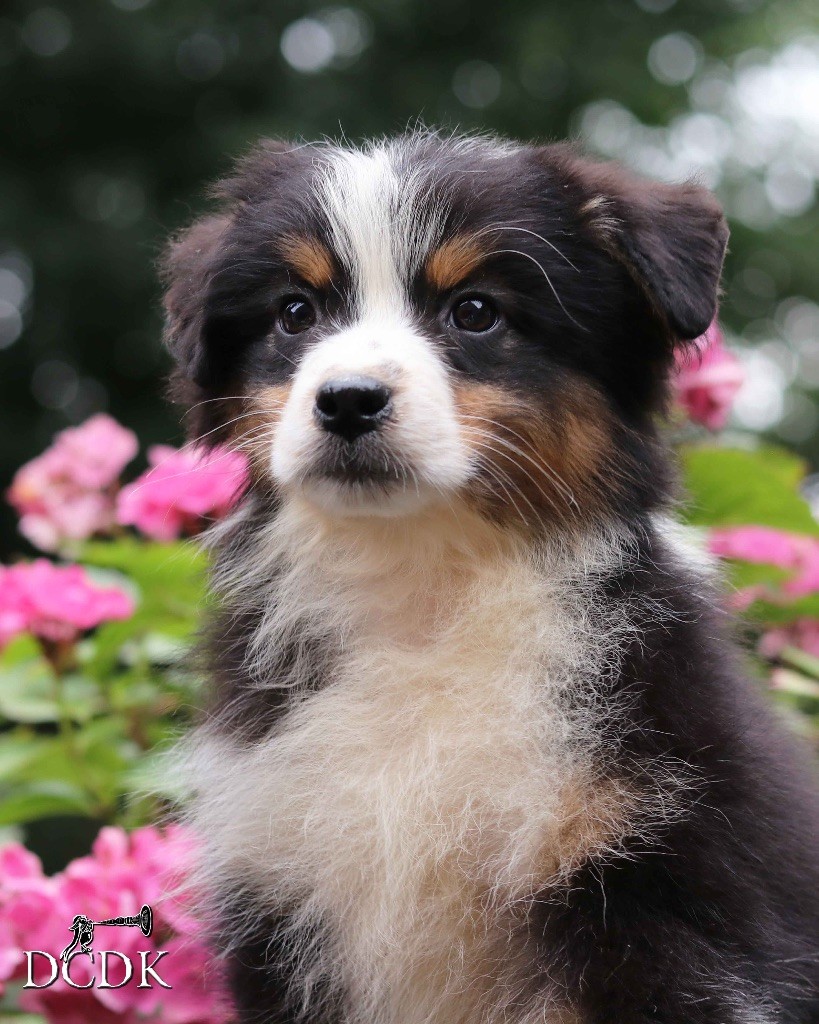 du chemin des korrigans - Chiots disponibles - Berger Australien