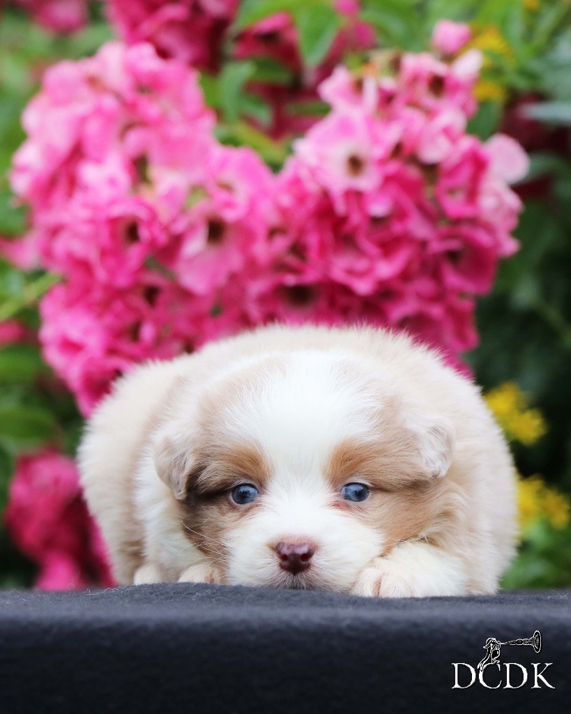 du chemin des korrigans - Chiots disponibles - Berger Australien