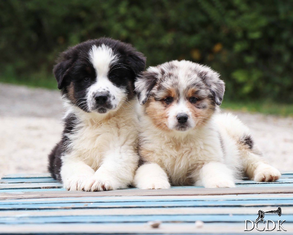 Chiot Berger Australien du chemin des korrigans