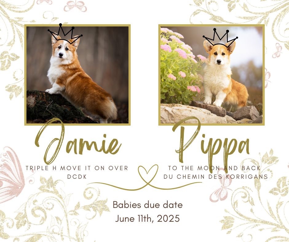 Chiot Welsh Corgi Pembroke du chemin des korrigans
