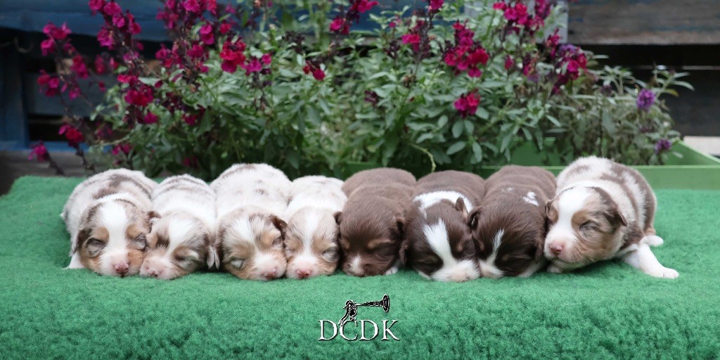 Chiot Berger Australien du chemin des korrigans