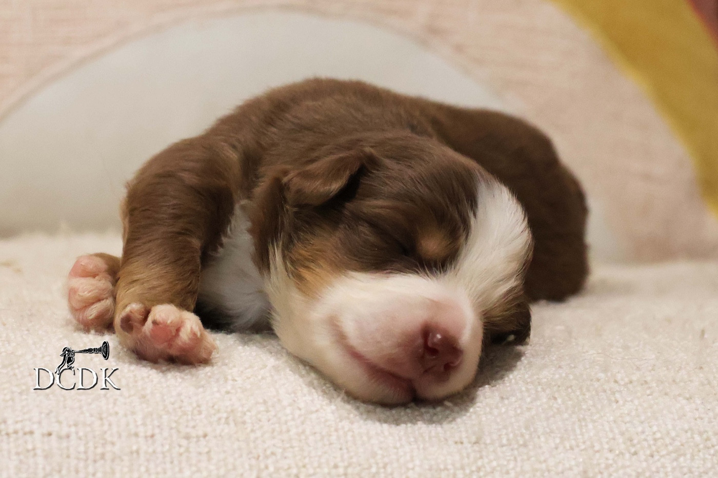 du chemin des korrigans - Chiots disponibles - Berger Américain Miniature 