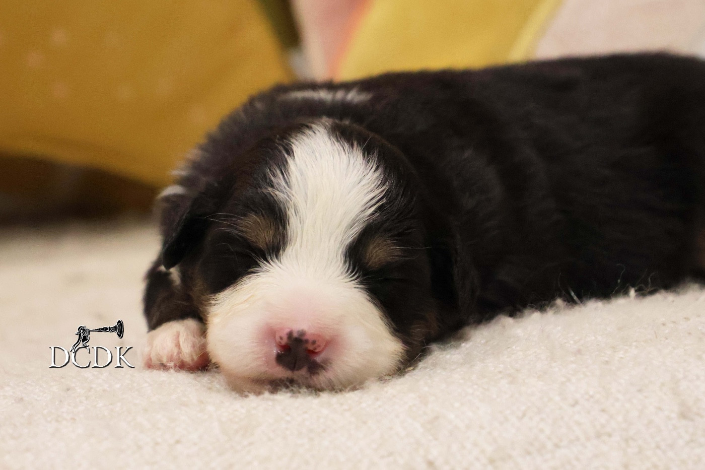 du chemin des korrigans - Chiots disponibles - Berger Américain Miniature 