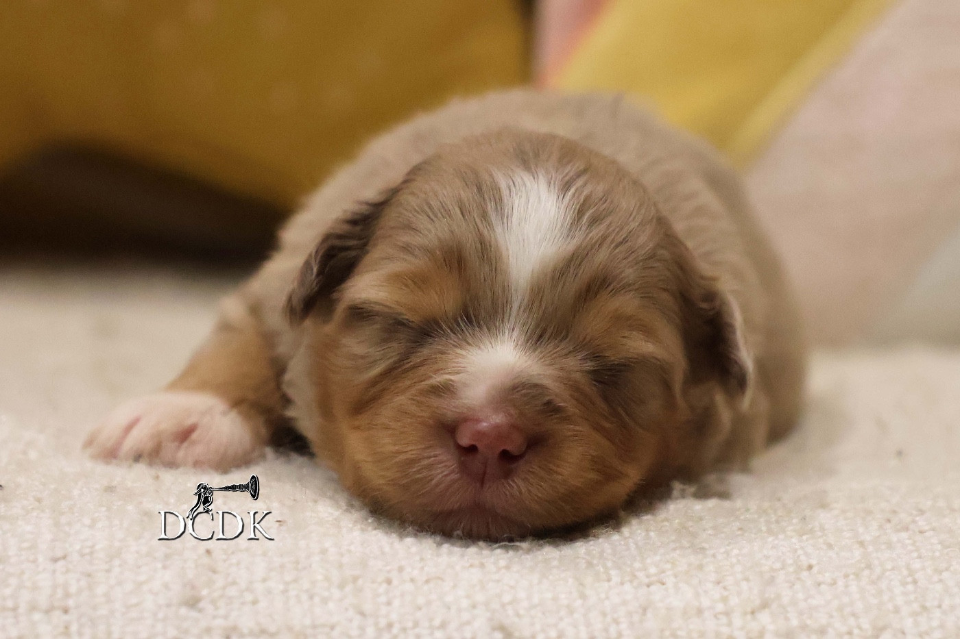 du chemin des korrigans - Chiots disponibles - Berger Américain Miniature 