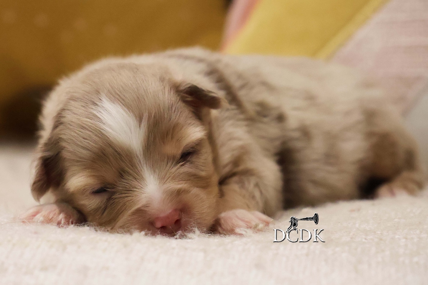 du chemin des korrigans - Chiots disponibles - Berger Américain Miniature 