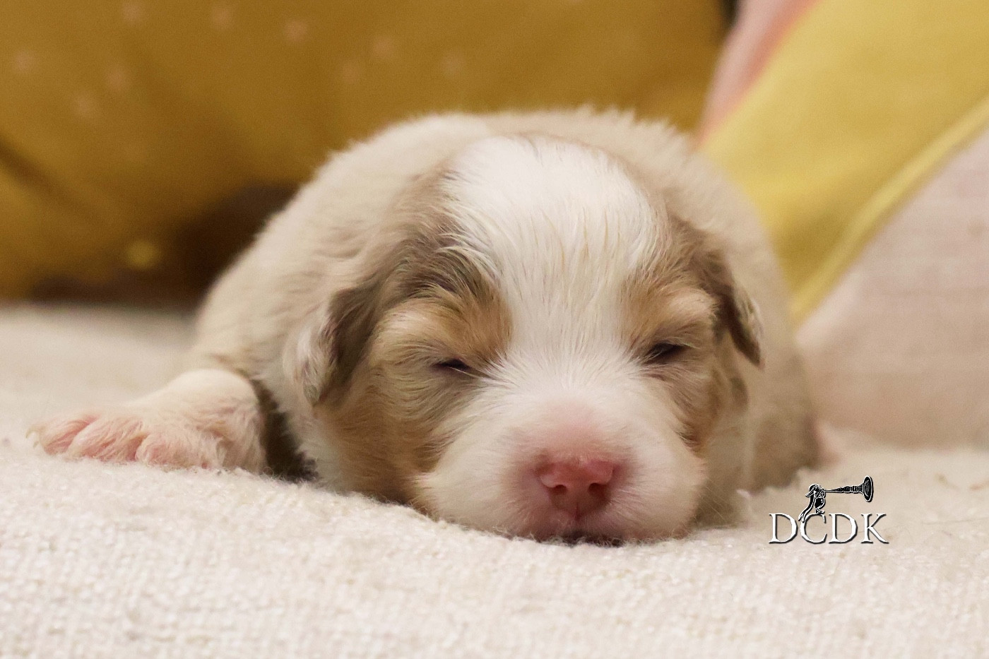 du chemin des korrigans - Chiots disponibles - Berger Américain Miniature 