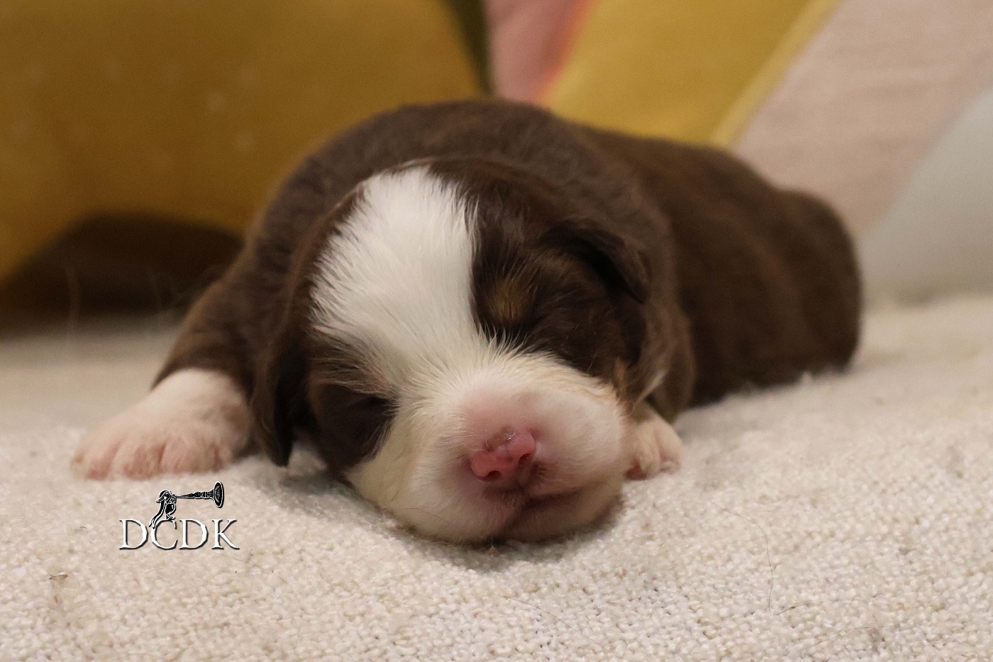 du chemin des korrigans - Chiots disponibles - Berger Américain Miniature 