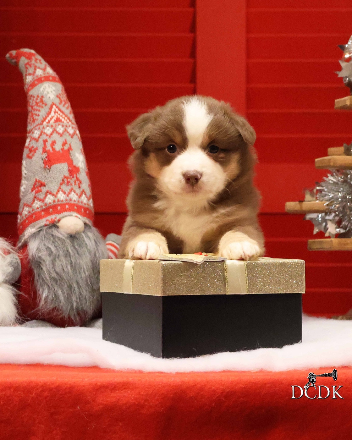 du chemin des korrigans - Chiots disponibles - Berger Américain Miniature 