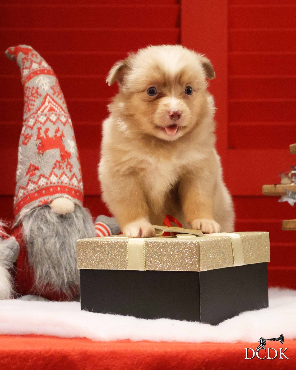 du chemin des korrigans - Chiots disponibles - Berger Américain Miniature 