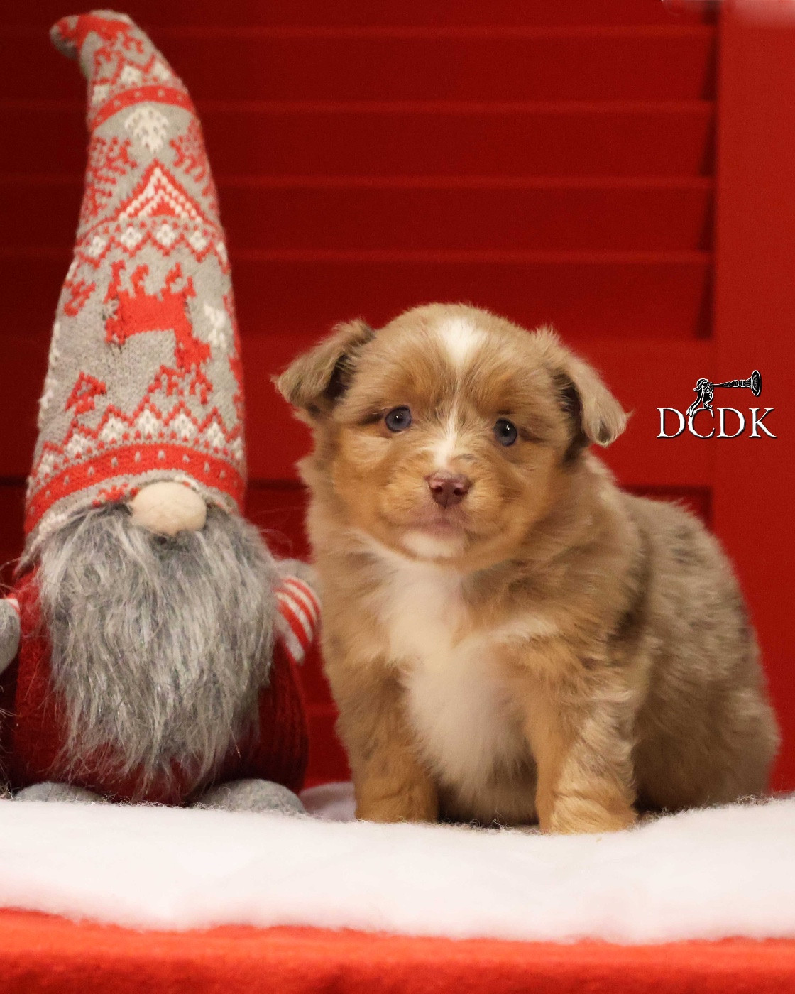 du chemin des korrigans - Chiots disponibles - Berger Américain Miniature 