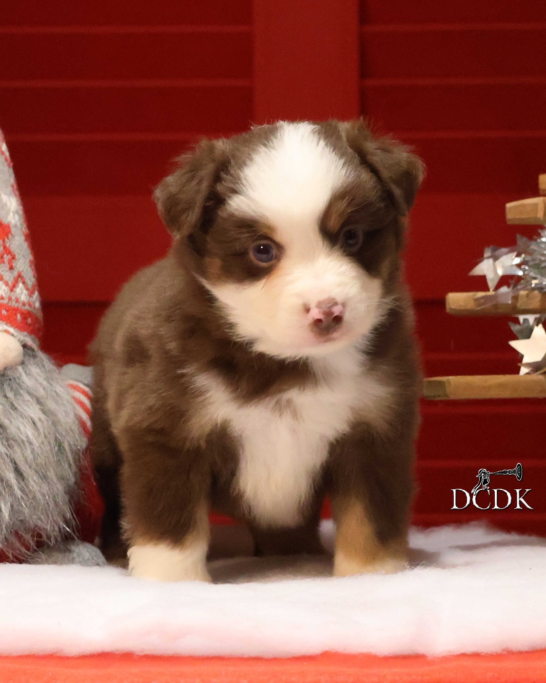 du chemin des korrigans - Chiots disponibles - Berger Américain Miniature 