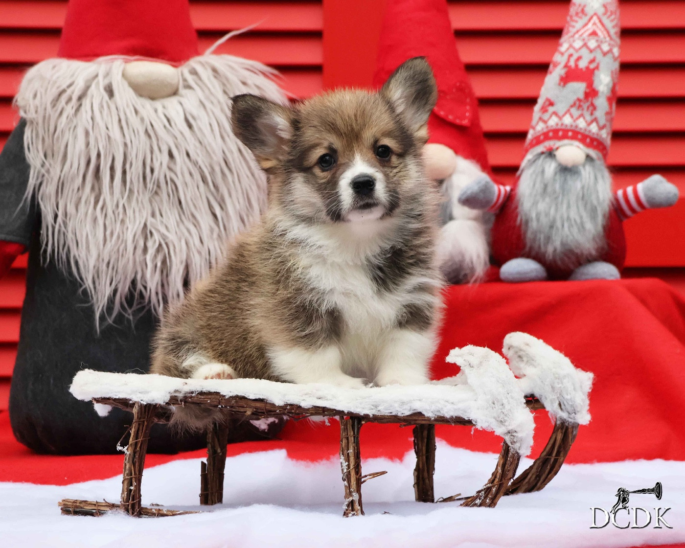 du chemin des korrigans - Chiots disponibles - Welsh Corgi Pembroke