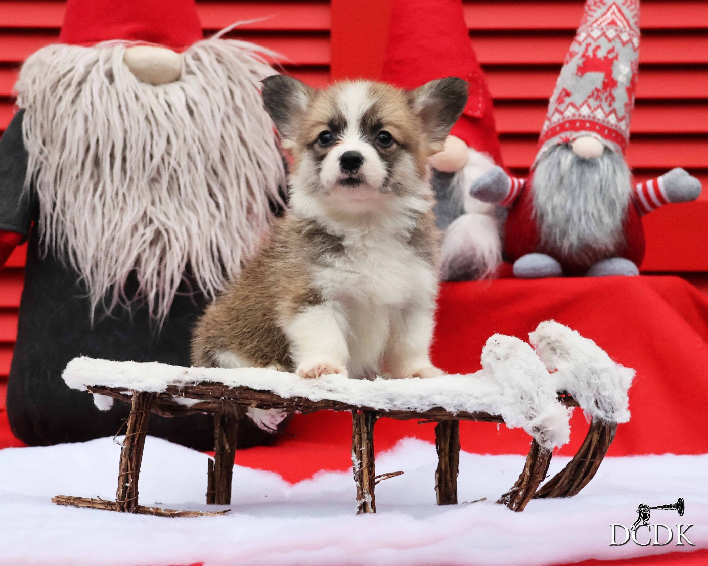 du chemin des korrigans - Chiots disponibles - Welsh Corgi Pembroke