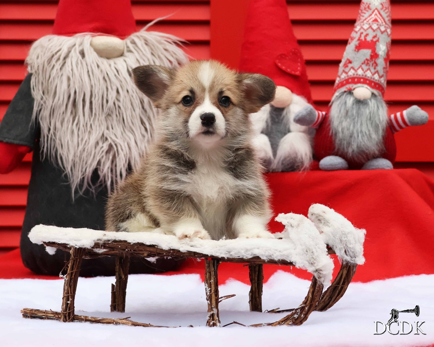 du chemin des korrigans - Chiots disponibles - Welsh Corgi Pembroke