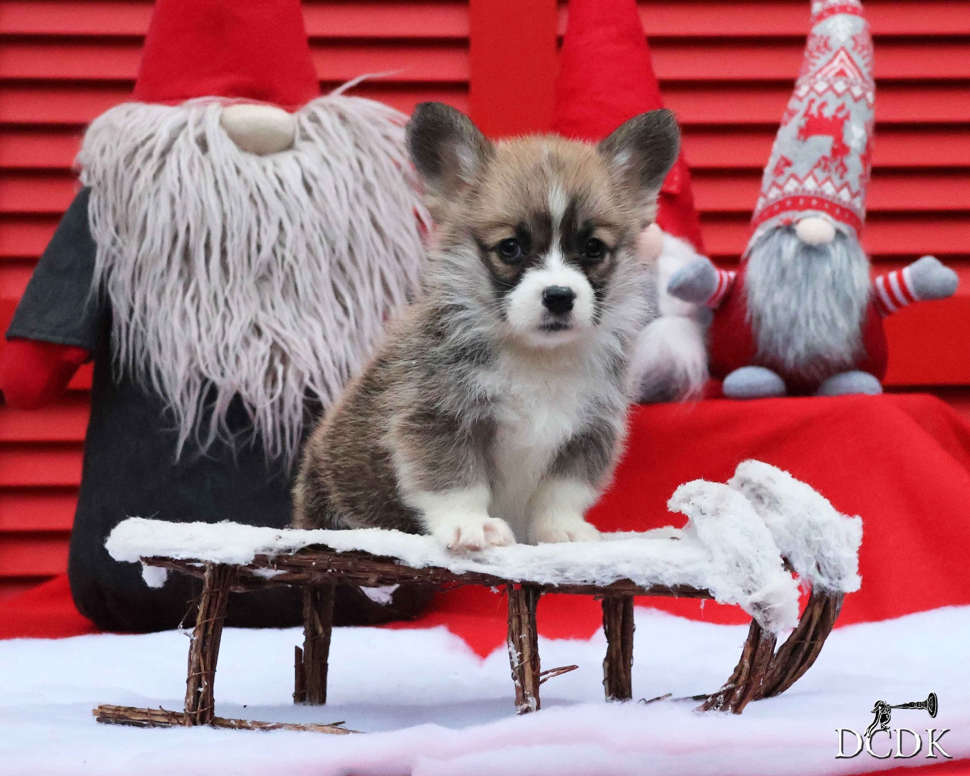 du chemin des korrigans - Chiots disponibles - Welsh Corgi Pembroke