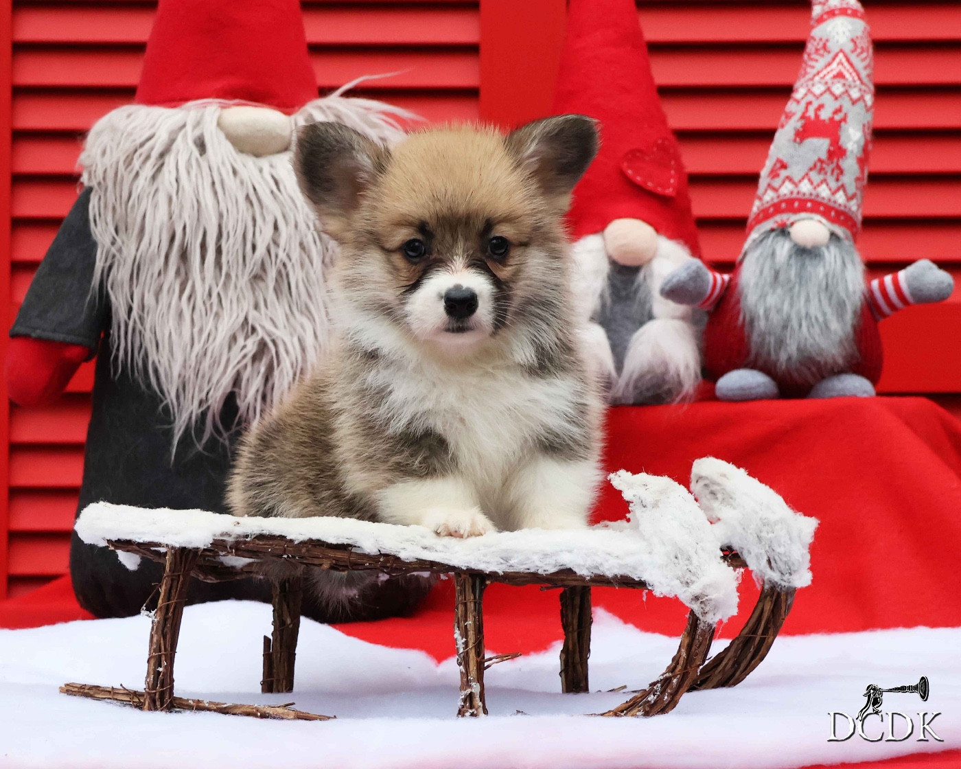 du chemin des korrigans - Chiots disponibles - Welsh Corgi Pembroke