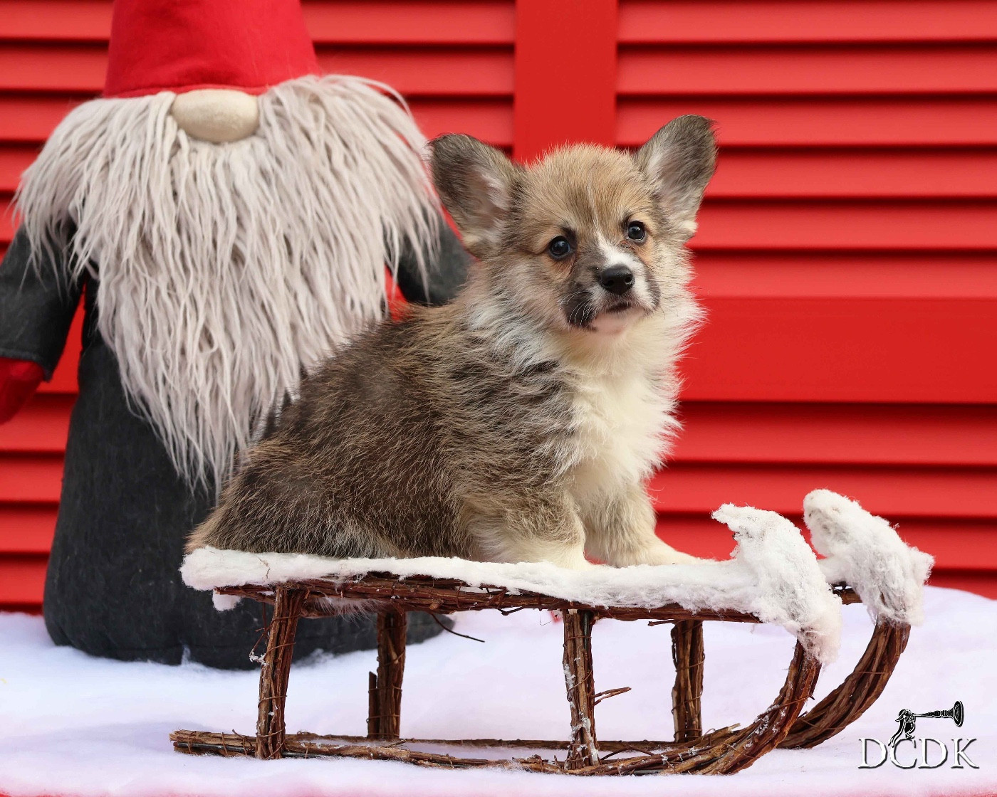 du chemin des korrigans - Chiots disponibles - Welsh Corgi Pembroke